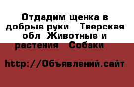 Отдадим щенка в добрые руки - Тверская обл. Животные и растения » Собаки   